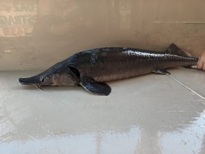 Jesiotr syberyjski cały 1kg - Rybactwo ŻELAZNO