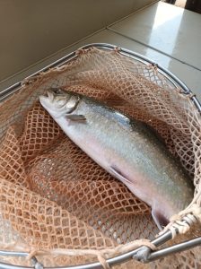 Pstrąg łososiowy patroszony 1kg - Rybactwo ŻELAZNO