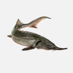 Jesiotr filet - Stawy Milickie SA